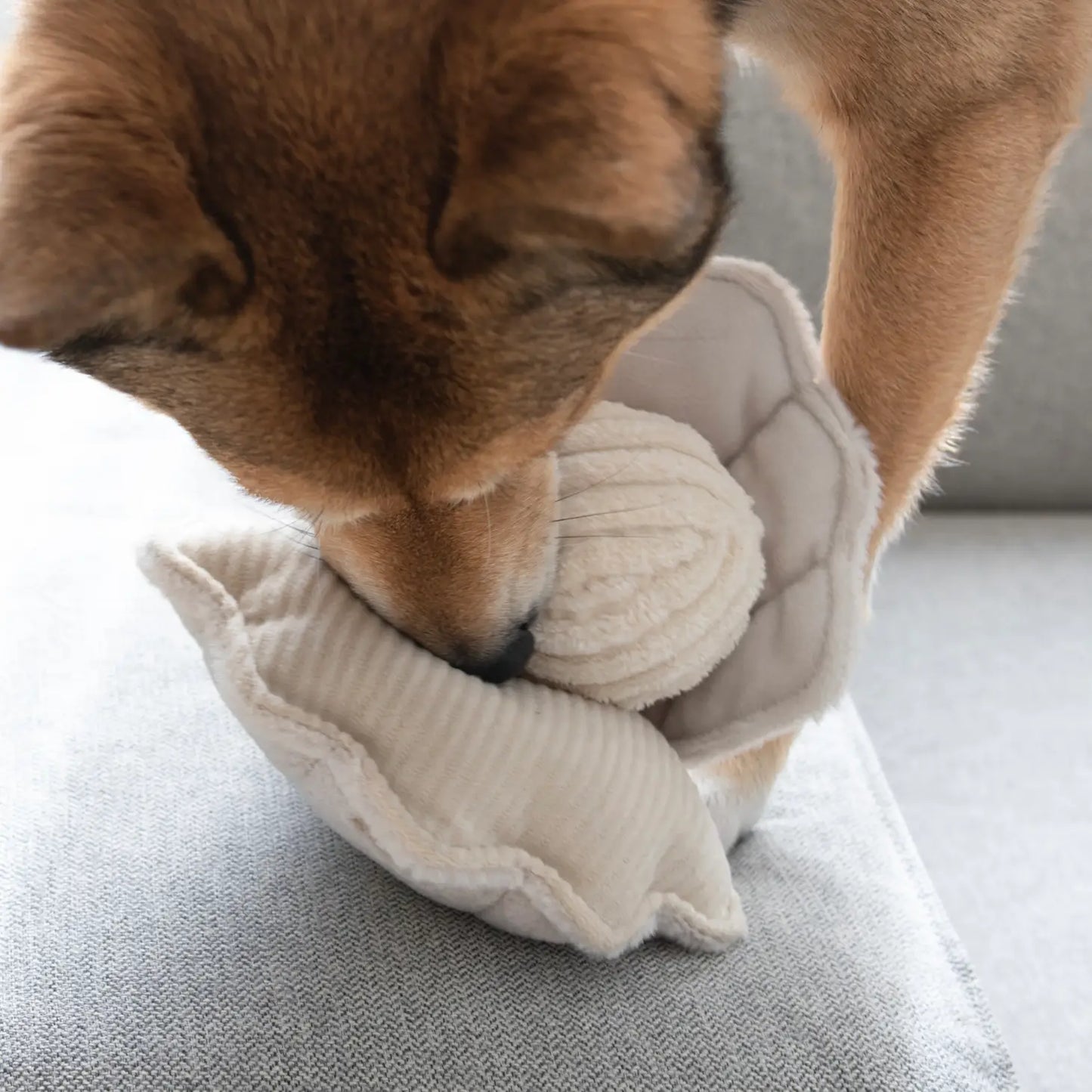 Oyster Pop Enrichment Dog Toy