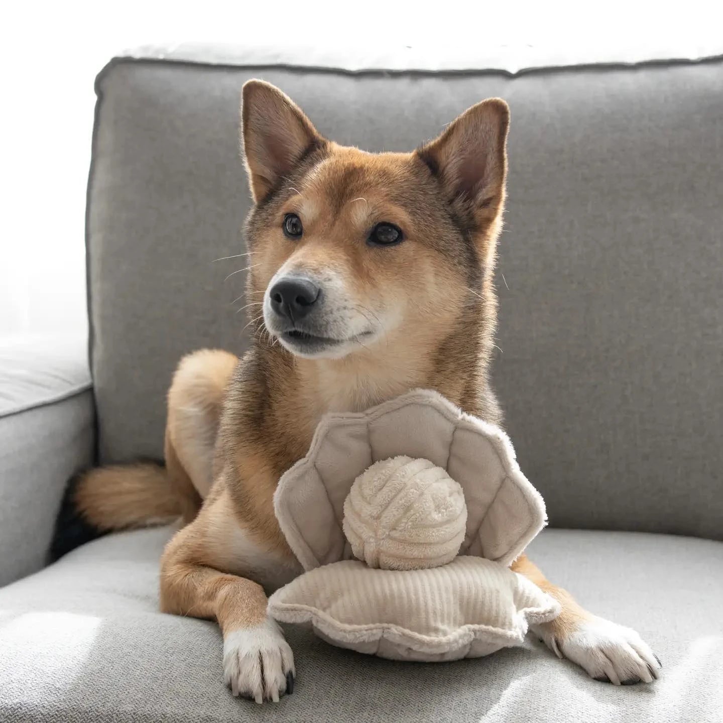Oh my dog 2025 pet boutique