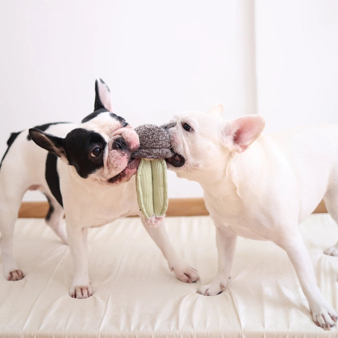 Cactus Enrichment Dog Toy