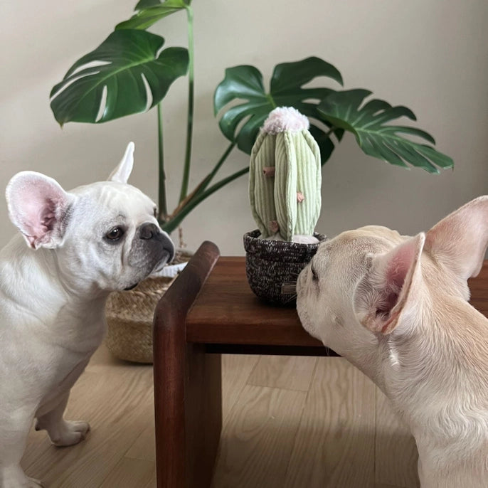 Cactus Enrichment Dog Toy